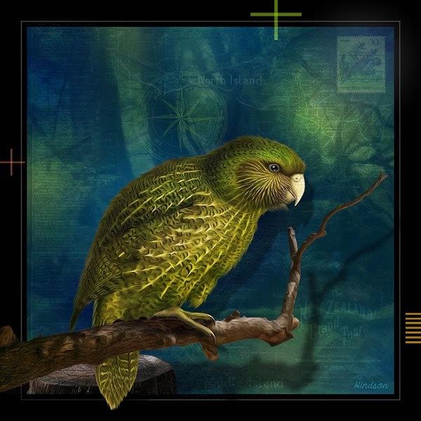 Kakapo - Julian Hindson