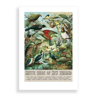 NZ Native Birds A2 Framed Print