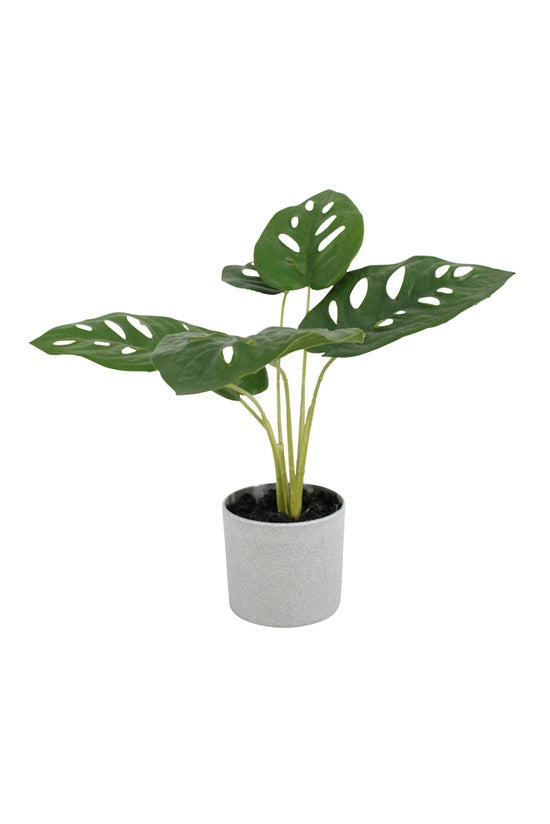Swiss Cheese Potted Plant - faux