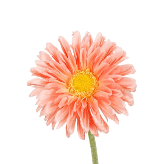 Single Mini Gerbera Stem