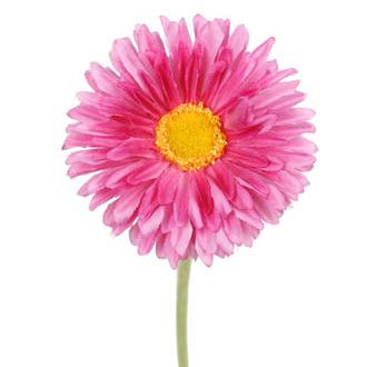 Single Mini Gerbera Stem
