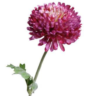 Zinnia Spray Flower Stem