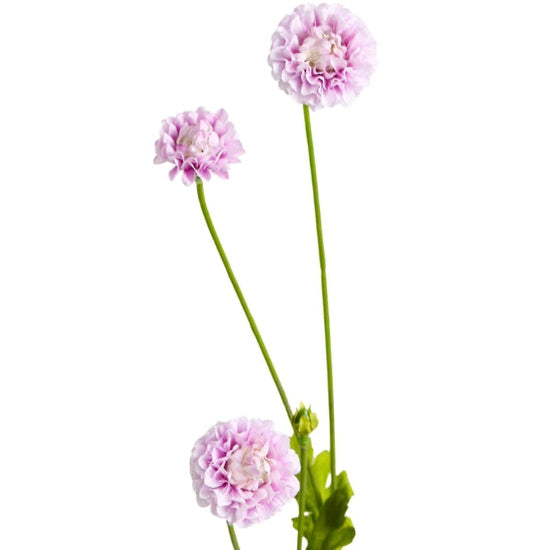 Pompom Flower Stem