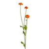 Pompom Flower Stem