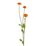 Pompom Flower Stem