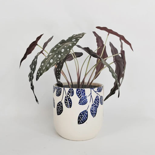 Branch Planter - Blue