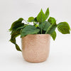 Daisy Planter Pink