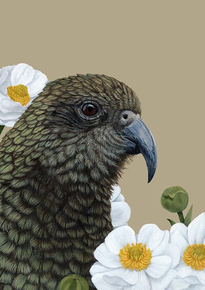 Portrait Of A Kea - Kirsty McMahon