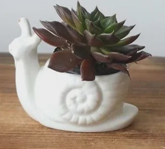 Ceramic Snail Planter
