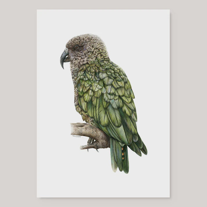 Kea - A4 Print