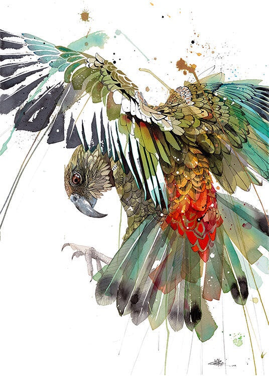 Colour Burst Kea - Rachel Walker