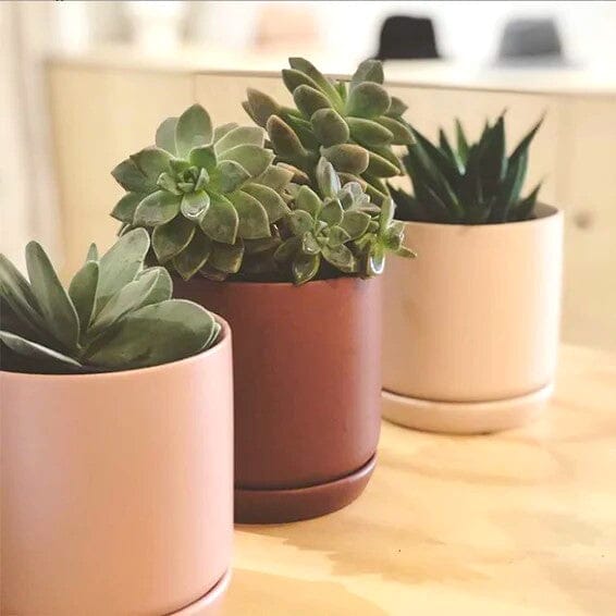 Oslo Planter - small (all colours) Garden Potted 