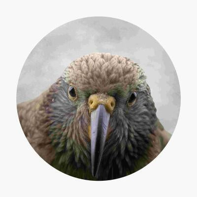 Cheeky Kea - Nathan Secker