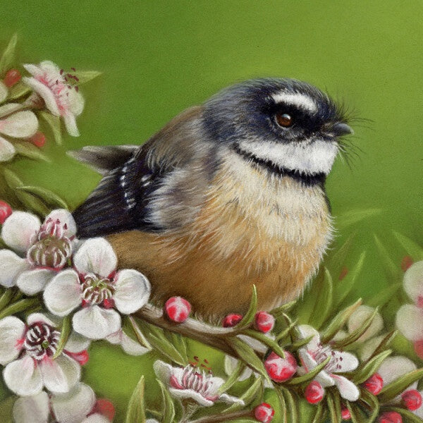 Fantail and Manuka - Nicola Reif