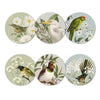 Birds and Botanicals of NZ- Box of 6 Placemats