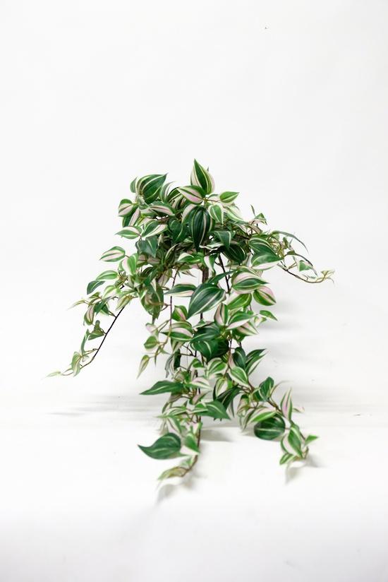 Green Wandering Dew Hanging Bush