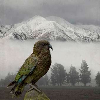 Kea Keeper - Clive Collins