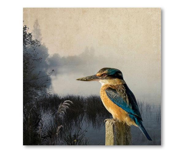 Kingfisher Kingdom- Clive Collins