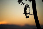 Metalbird - Morepork/Ruru