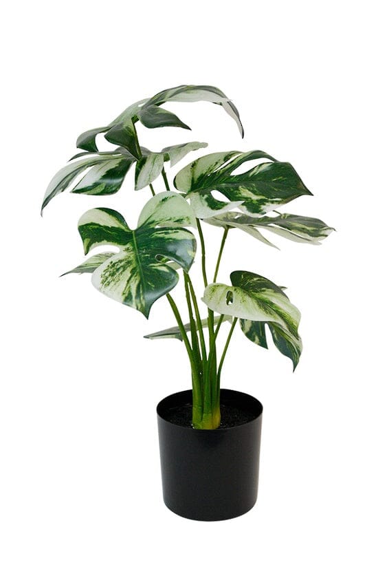 Monstera Variegata Potted - faux