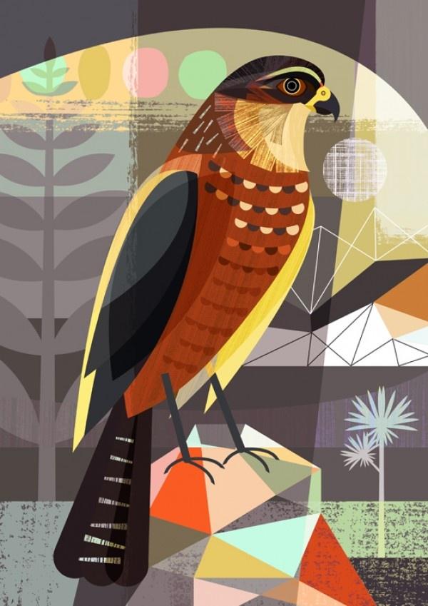 NZ Bush Hawk - Ellen Giggenbach