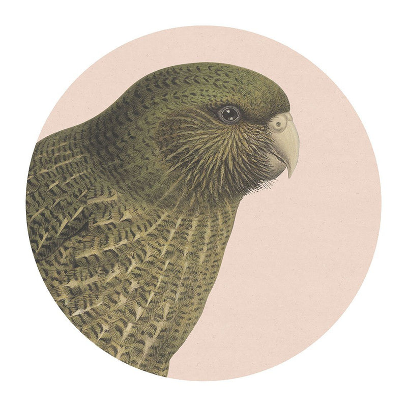 NZ Native Bird Placemats