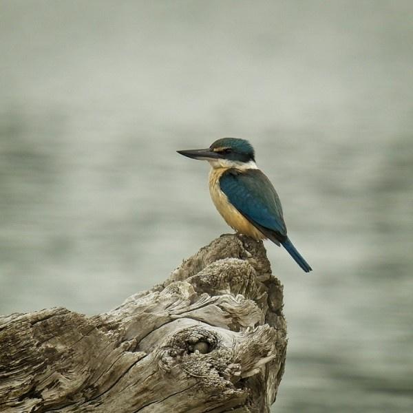 Perfect Perch - Clive Collins
