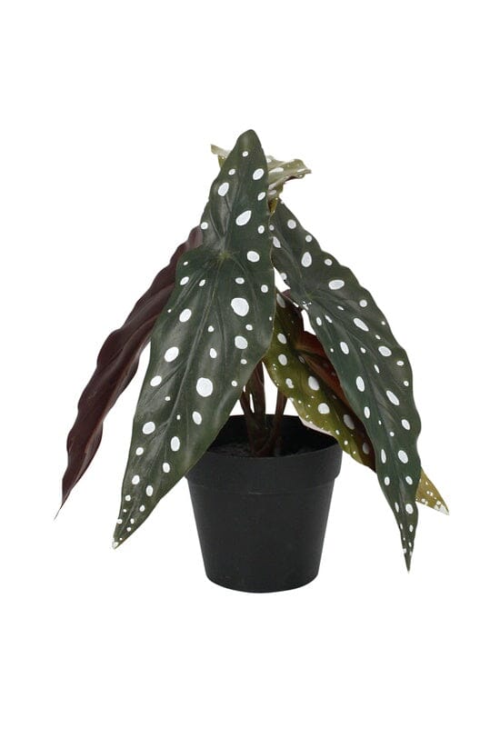 Potted Angel Wing Begonia - Faux