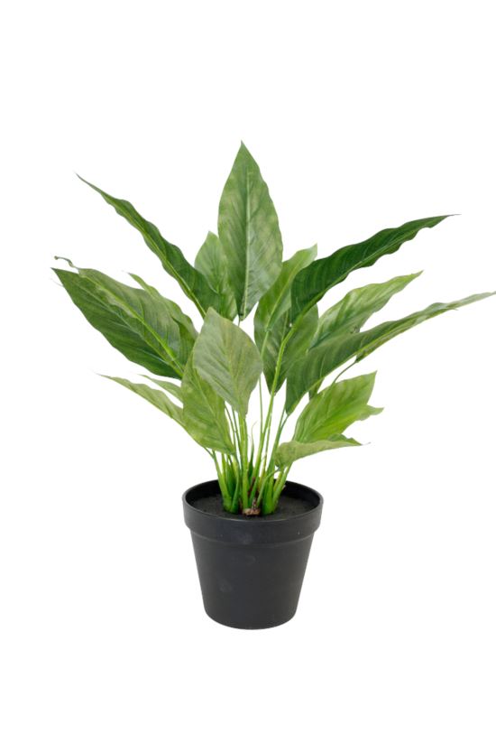 Potted Spathiphyllum Bush - green