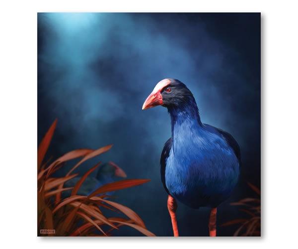 Pukeko on the Prowl- Julian Hindson