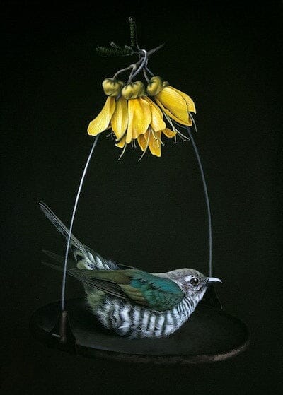 Shining Cuckoo with Kowhai