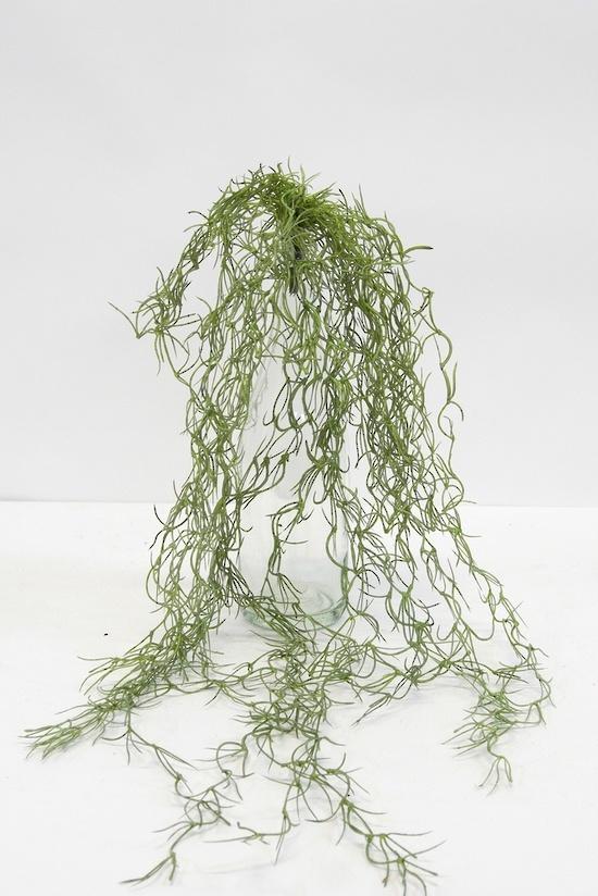 Tillandsia Hanging Bush