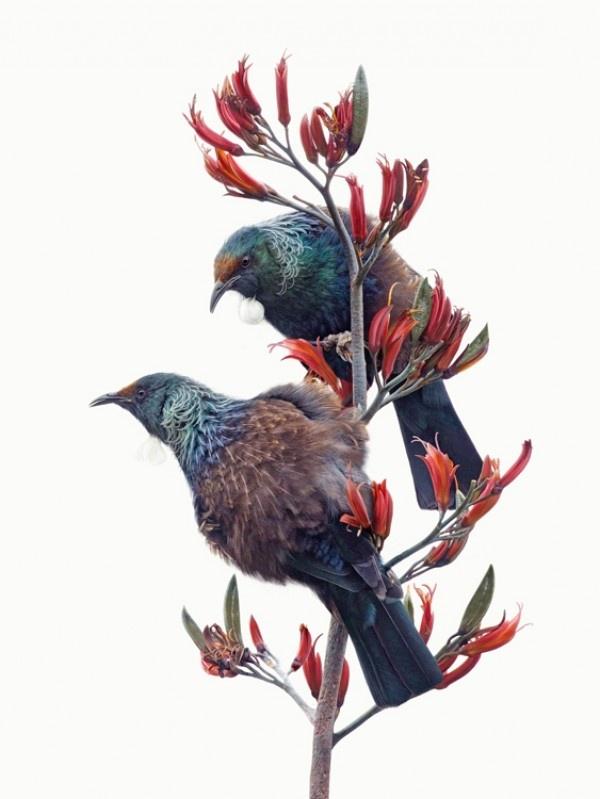 Tui Duet - White