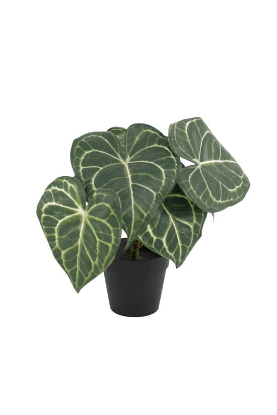 Turtle Alocasia Potted