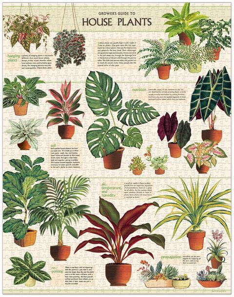 Vintage House Plants puzzle